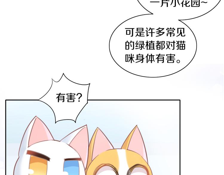 第166话 猫咪花园(1/2)-第167话