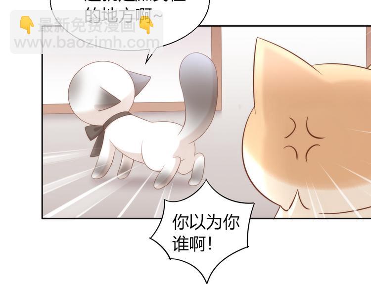 第76话 猫咪选美大赛(1/2)-第77话