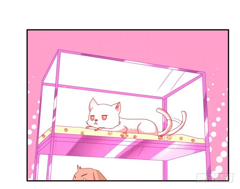 十个橘猫九个胖-第51话
