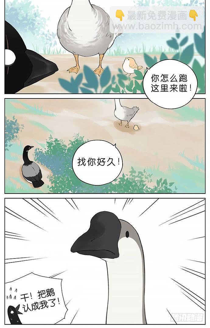 鸭子和鹅。-第31话