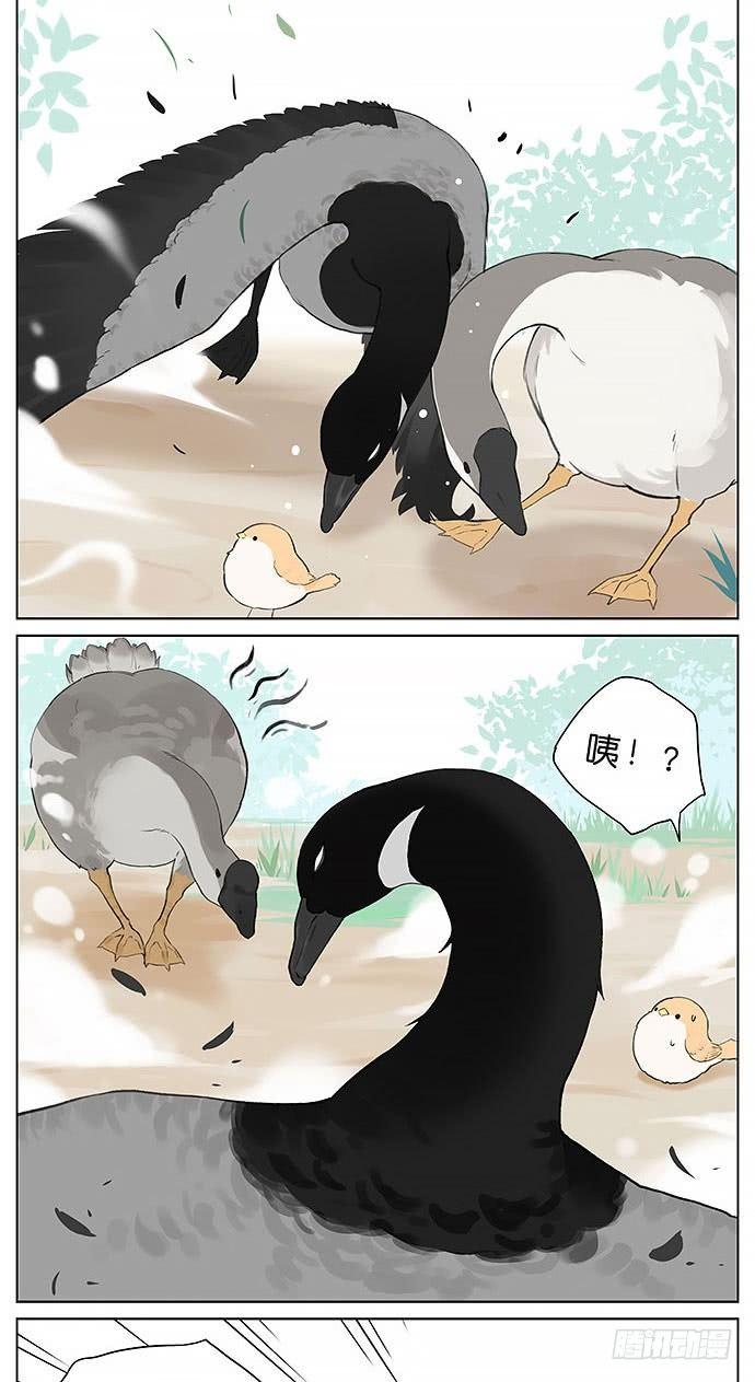 鸭子和鹅。-第31话