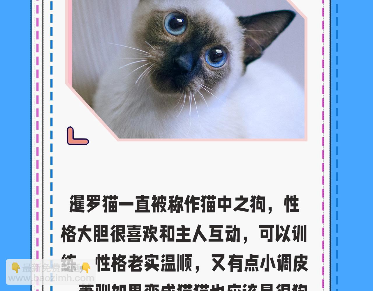 第43期 人鱼陷落的主角都是什么品种的猫（日更中）-第113话