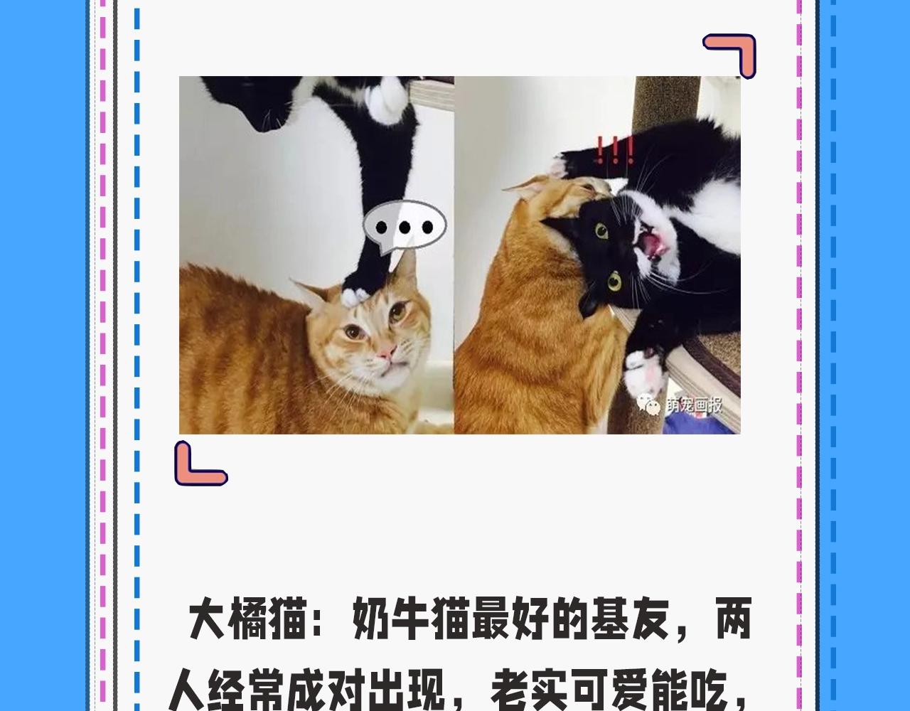 第43期 人鱼陷落的主角都是什么品种的猫（日更中）-第113话