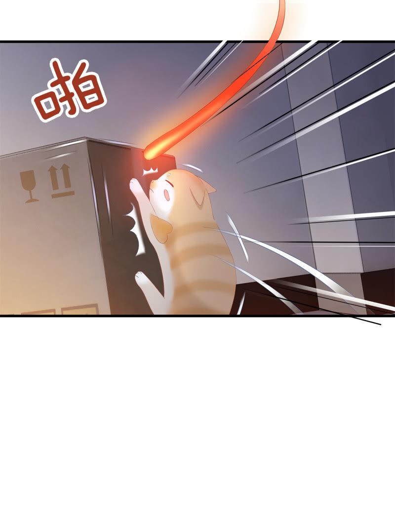 喵咪同伴出现啦~(1/2)-第15话