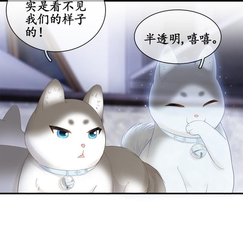 喵咪同伴出现啦~(1/2)-第15话