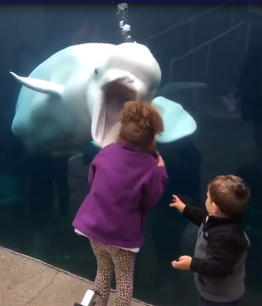 🍣推特赛马娘同人 跟速子去水族馆 第4页