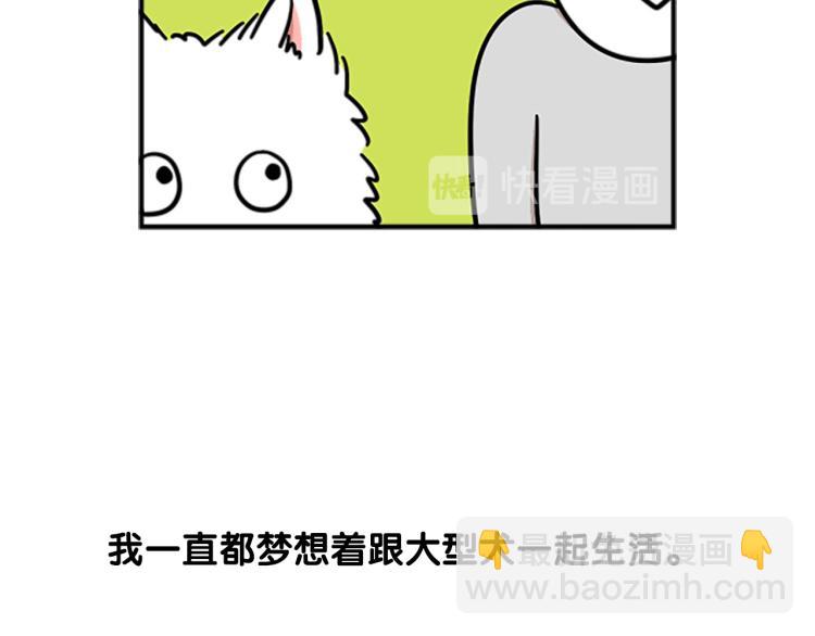 序章 我有一只萨摩耶-第1话