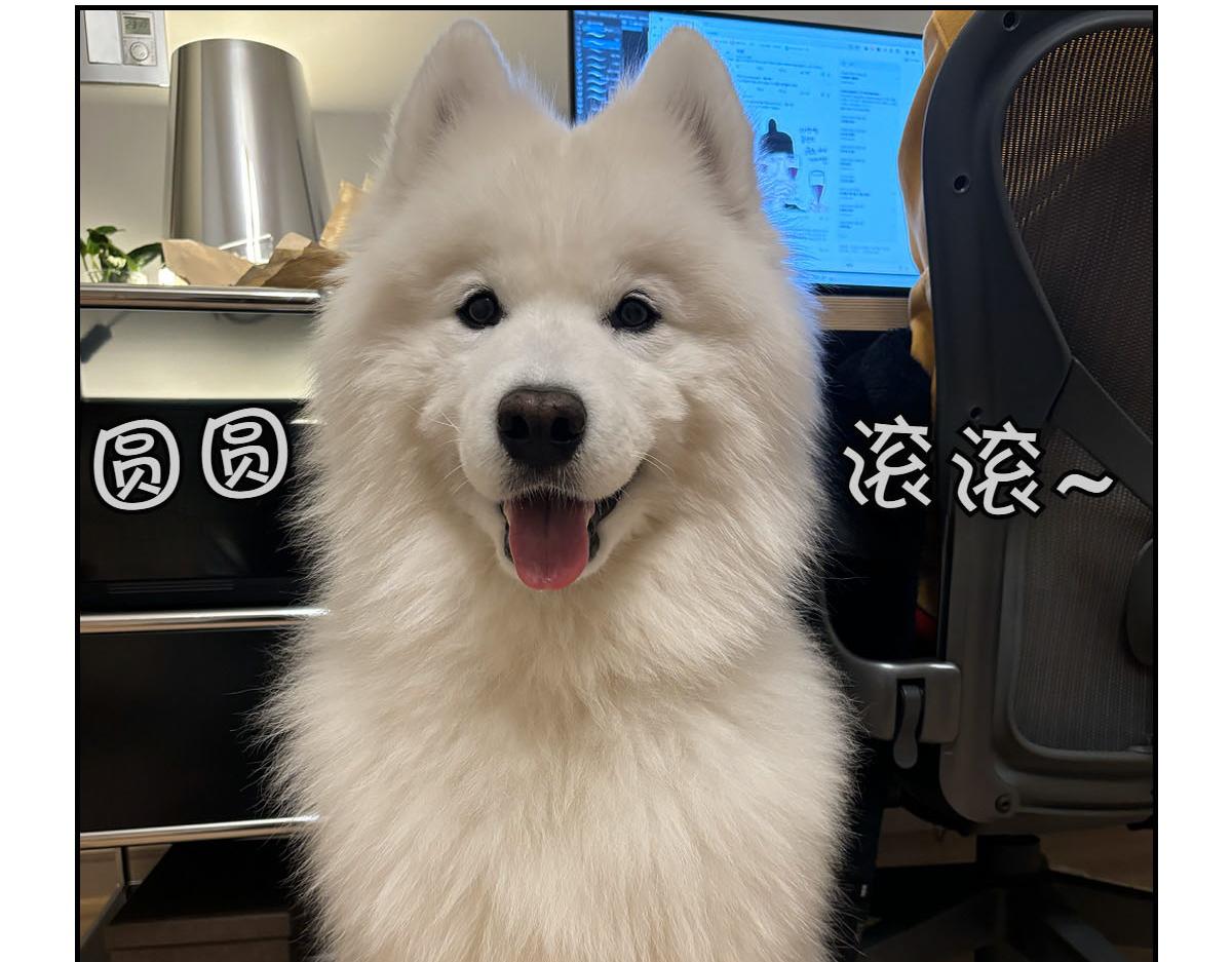 第35话 永远肚子饿的狗-第103话