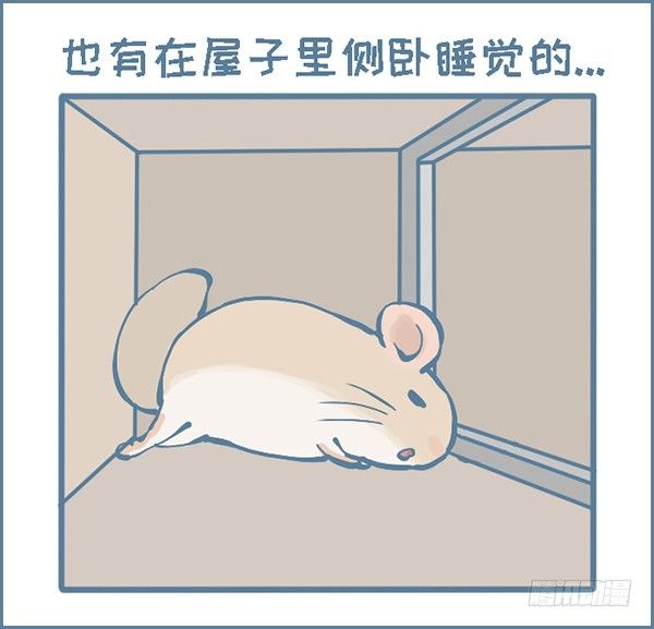 拍了龙猫半个月的睡觉萌照（下）-第297话