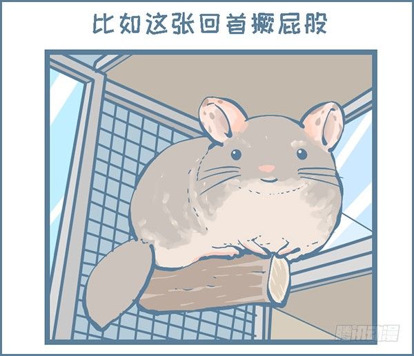 龙猫毛毛的有趣照片（下）-第305话