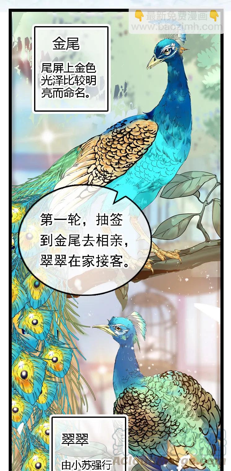 051 孔雀霸王-第51话