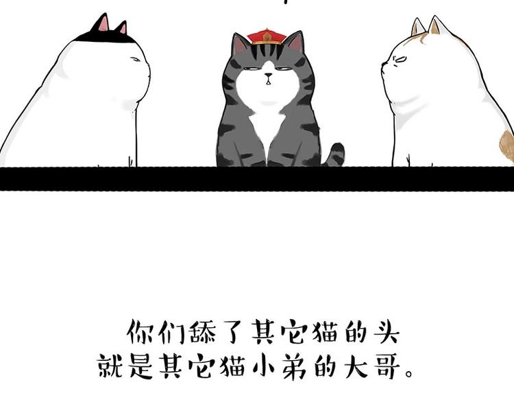 🍘吾皇巴扎黑 第167话 猫王争霸赛 第48页
