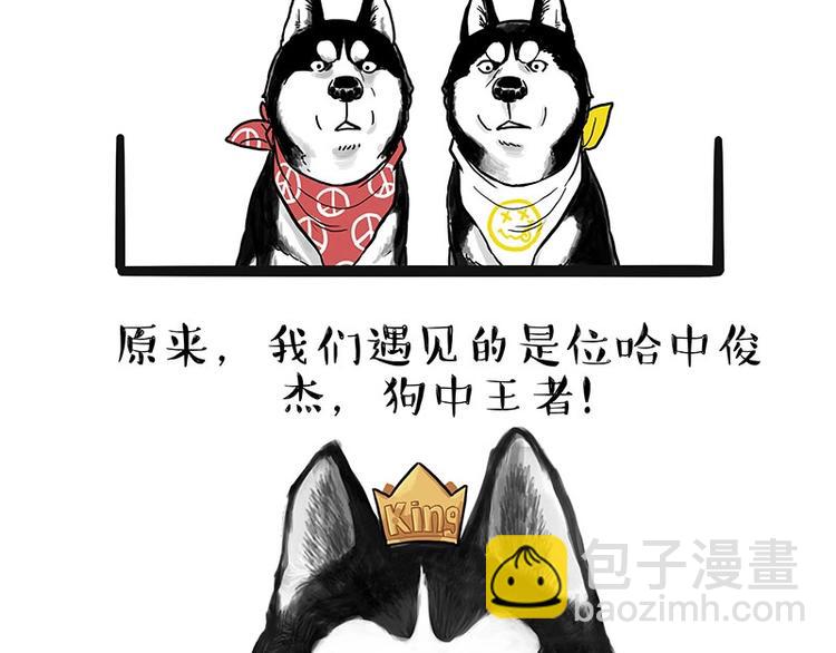 🍘吾皇巴扎黑 第175话 狗中王者 第37页