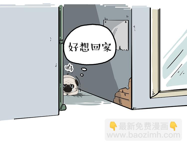 🍘吾皇巴扎黑 第207话 巴扎黑丢了？！ 第11页
