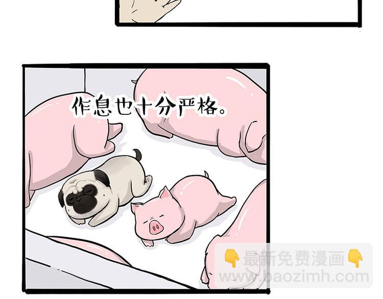🍘吾皇巴扎黑 第247话 巴扎猪 第41页