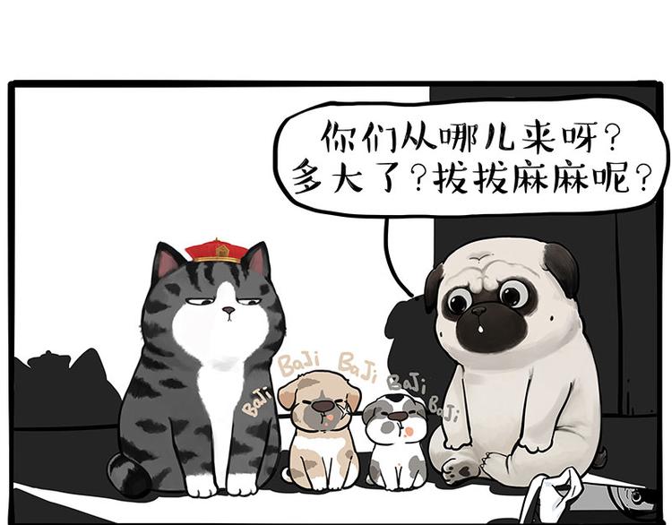 🍘吾皇巴扎黑 第267话 不让你流浪 第1页