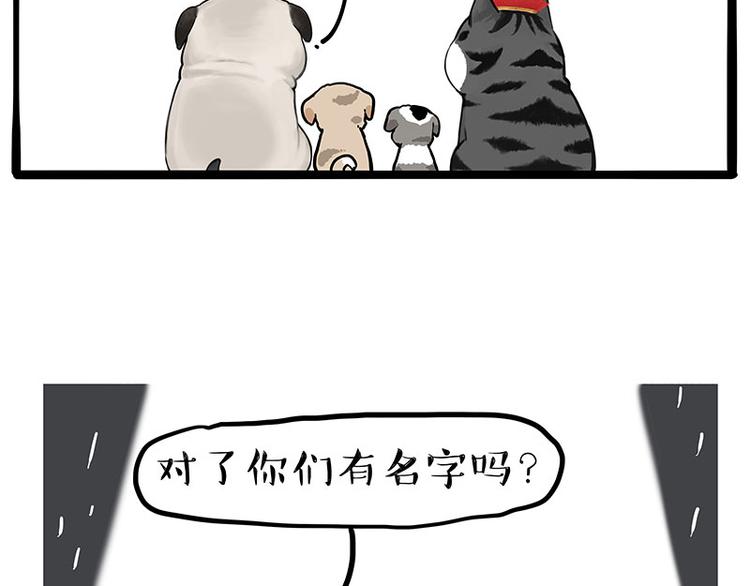 🍘吾皇巴扎黑 第267话 不让你流浪 第14页