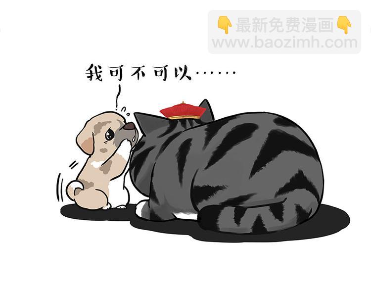🍘吾皇巴扎黑 第267话 不让你流浪 第33页