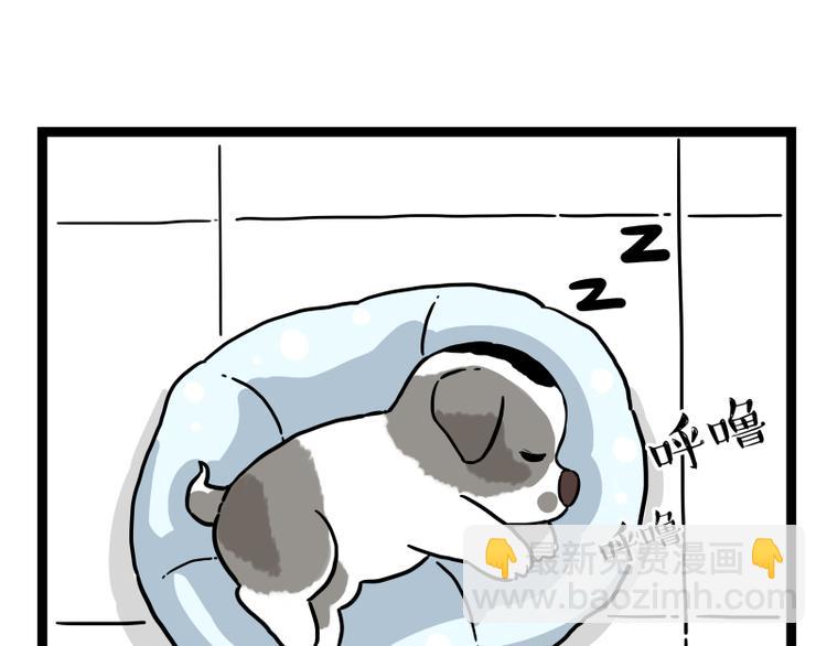 🍘吾皇巴扎黑 第267话 不让你流浪 第39页