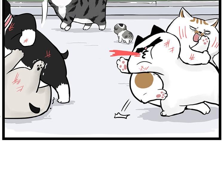 🍘吾皇巴扎黑 第269话 跟我回家吧 第13页