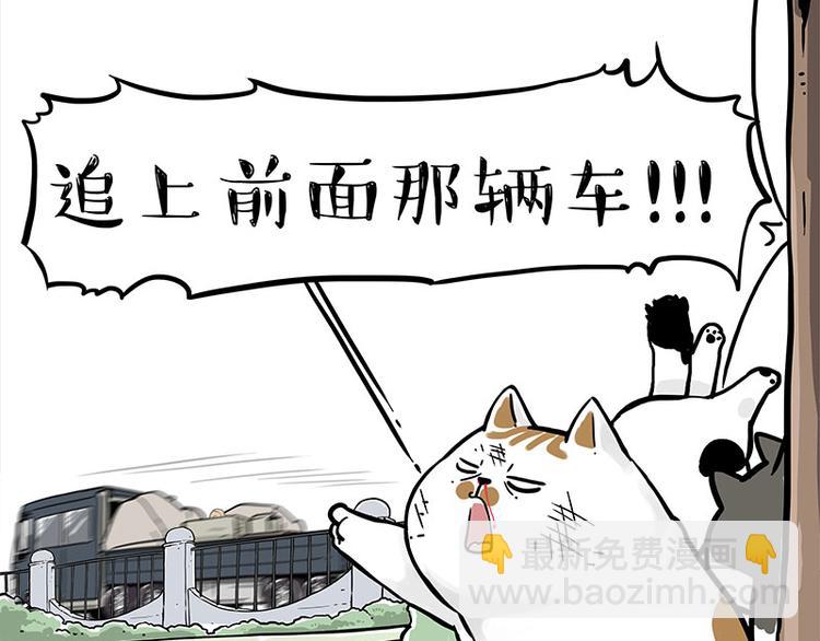 🍘吾皇巴扎黑 第271话 进击的流浪猫！ 第13页