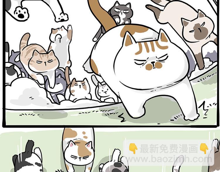 🍘吾皇巴扎黑 第271话 进击的流浪猫！ 第19页
