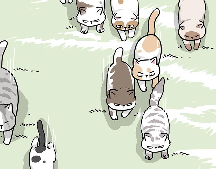🍘吾皇巴扎黑 第271话 进击的流浪猫！ 第21页
