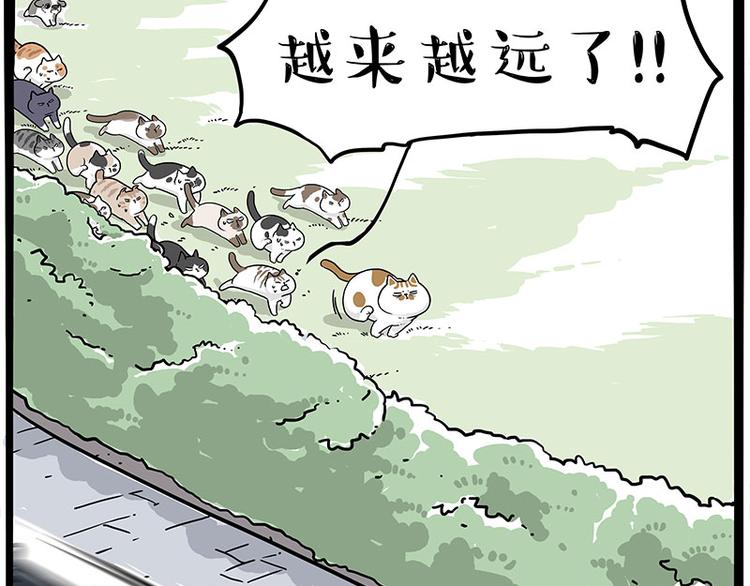 🍘吾皇巴扎黑 第271话 进击的流浪猫！ 第38页