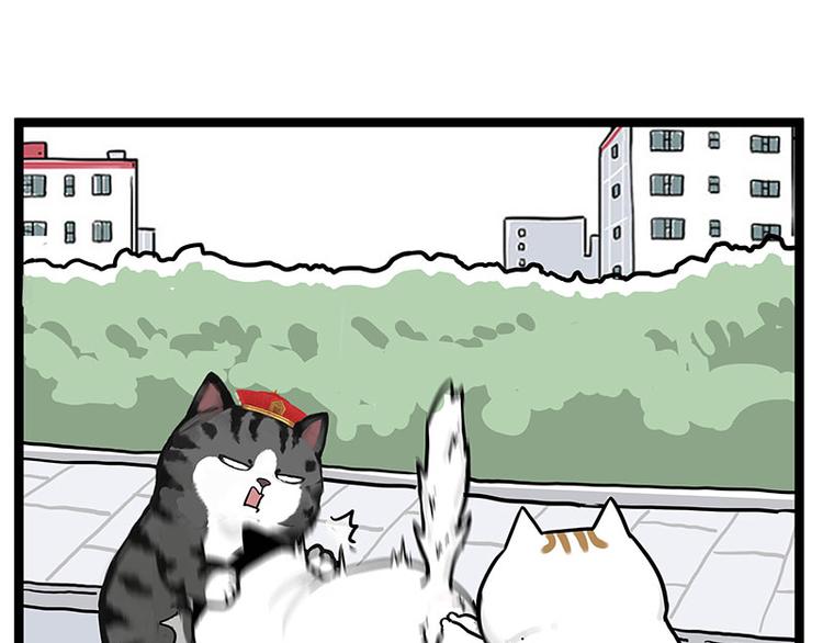 🍘吾皇巴扎黑 第277话 猫斗猫 第15页