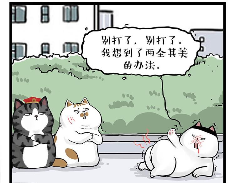 🍘吾皇巴扎黑 第277话 猫斗猫 第31页