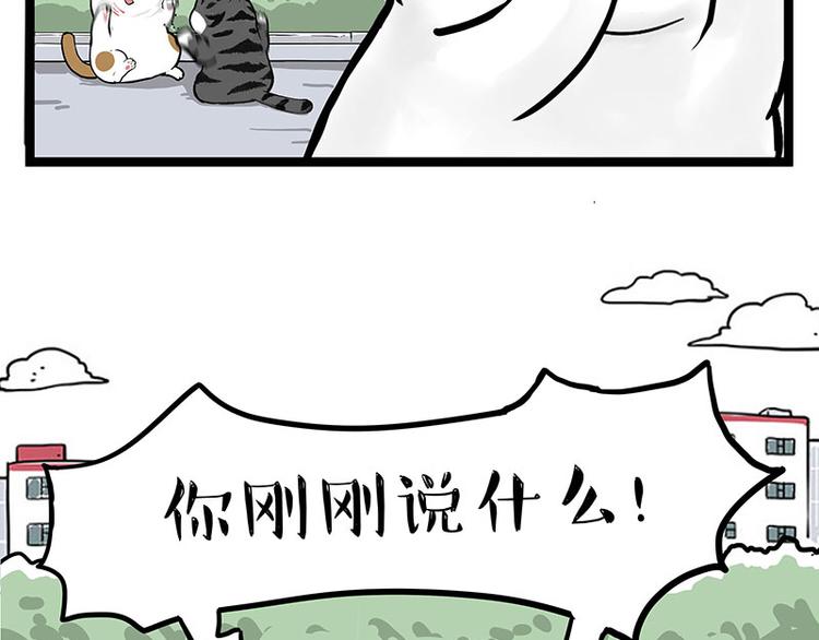 🍘吾皇巴扎黑 第277话 猫斗猫 第9页