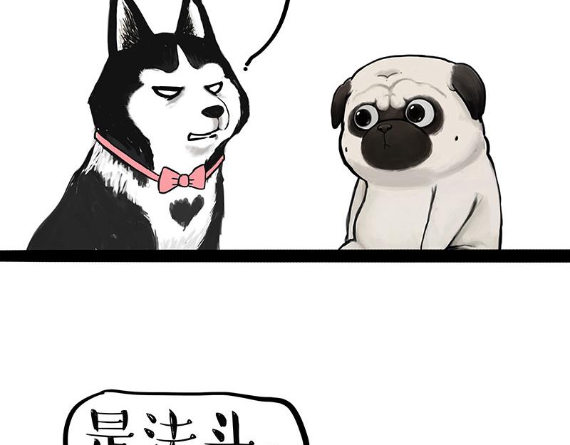 🍘吾皇巴扎黑 第297话 无处不在拦路猫 第13页