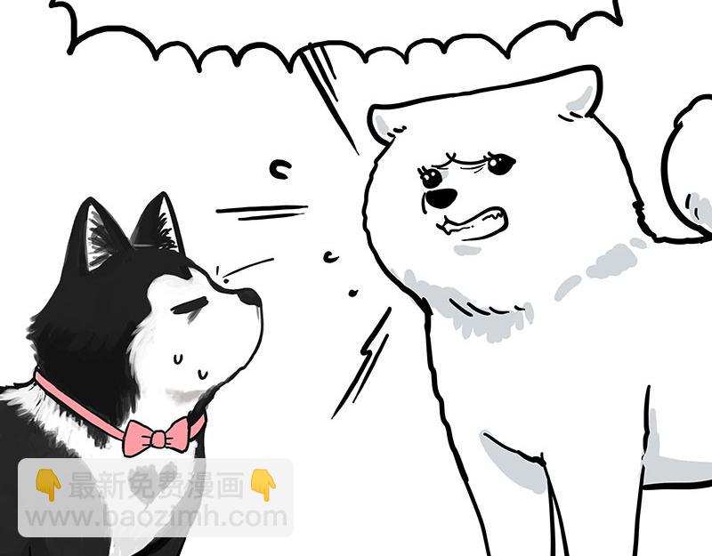 🍘吾皇巴扎黑 第349话 养只猫吧 第4页