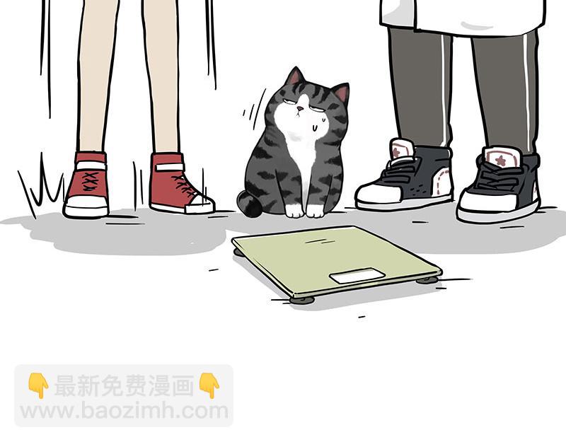 🍘吾皇巴扎黑 第377话 谢谢小猫咪 第36页