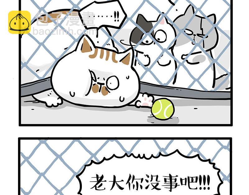 🍘吾皇巴扎黑 第439话 老大倒下了！ 第11页