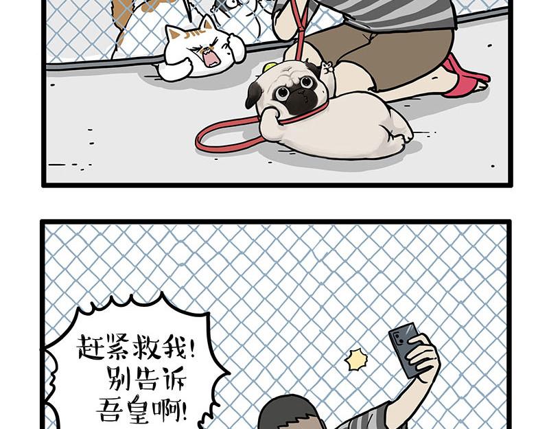 🍘吾皇巴扎黑 第439话 老大倒下了！ 第21页