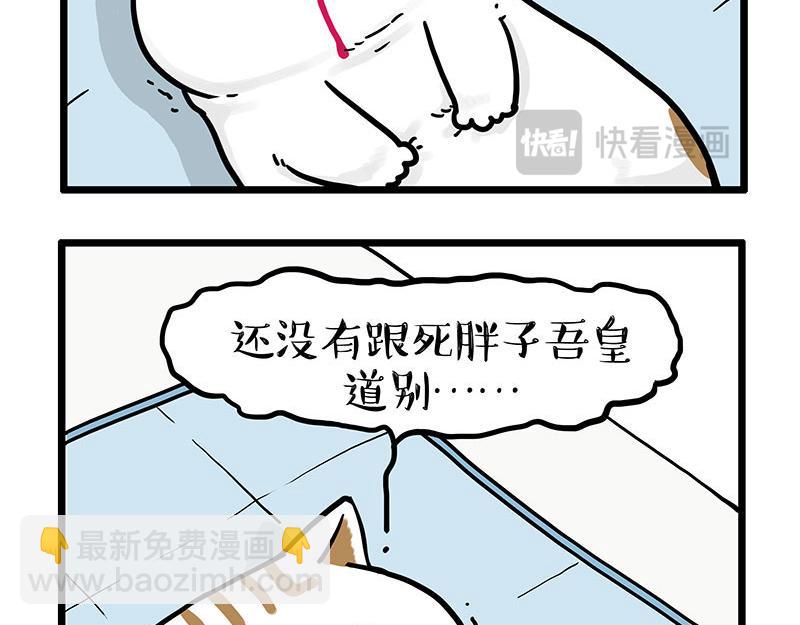 🍘吾皇巴扎黑 第441话 不要出卖老大！ 第14页