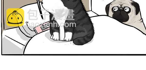 🍘吾皇巴扎黑 第73话 你才是肥仔嘞 第17页