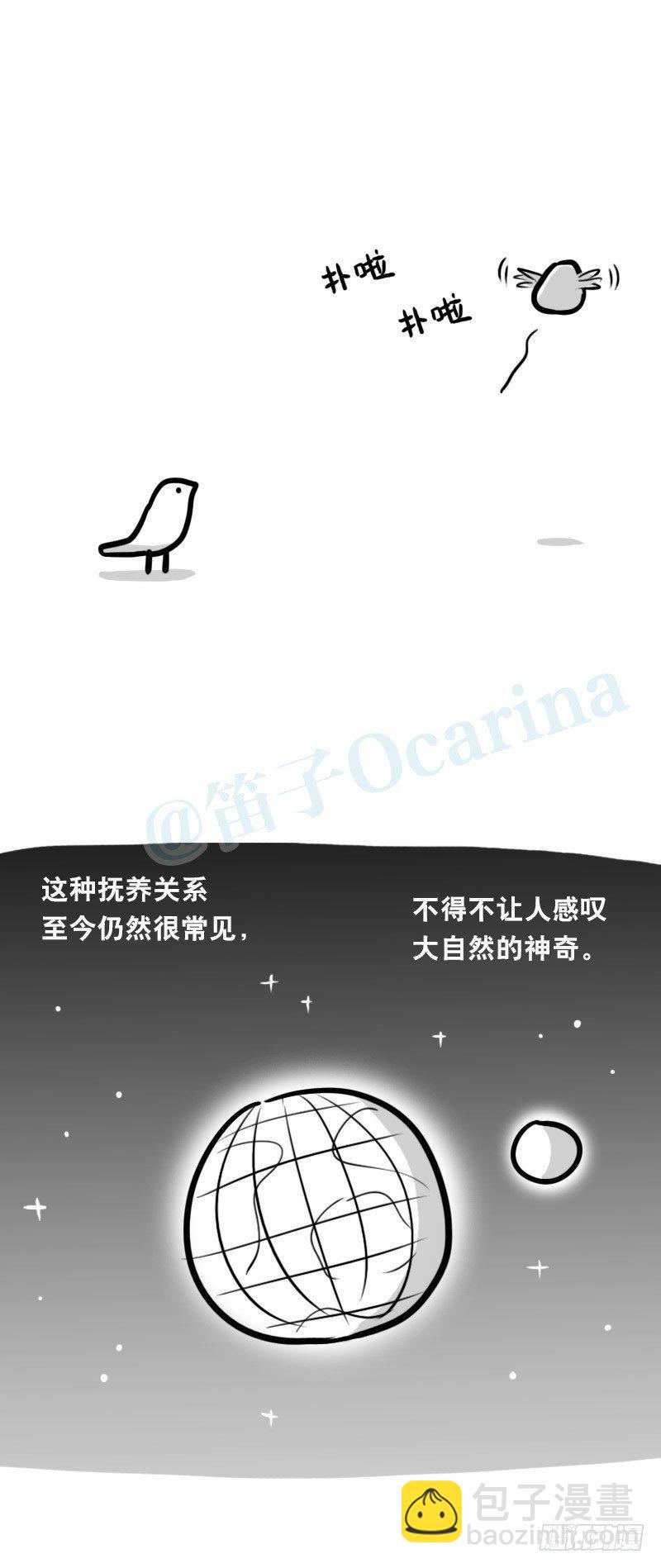 335 杜鹃-第335话