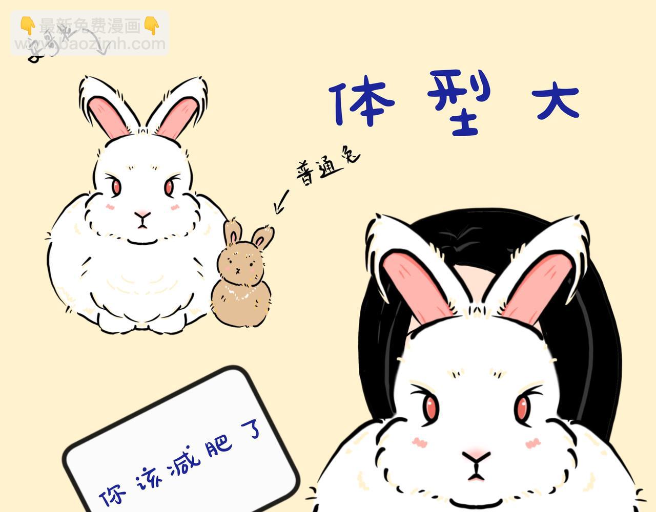 养兔碎碎念1-第9话