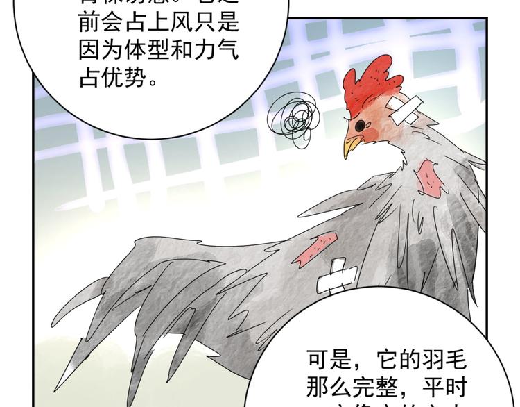 第3话 斗鸡（三）(1/2)-第3话