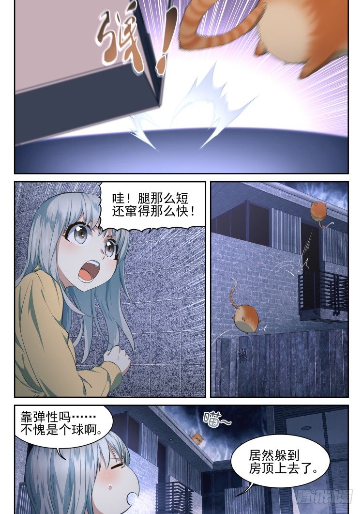 有关猫的秘密计划-第13话