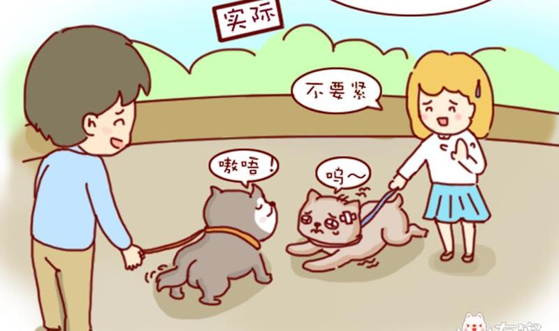 🍜有宠百科 第3话 第13页