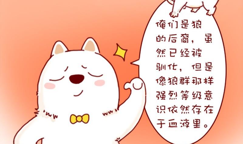 🍜有宠百科 第3话 第4页