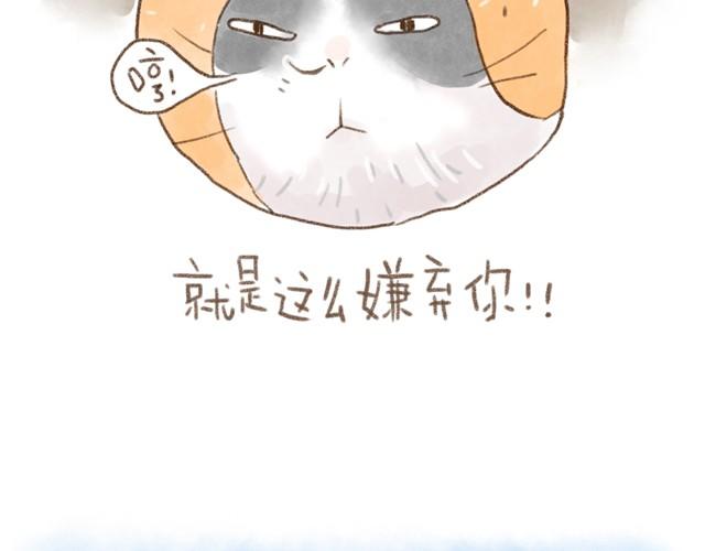 夏天的猫，脾气似乎也和温度一样-第13话