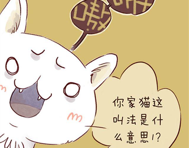 猫咪的好多行为你懂吗？-第21话
