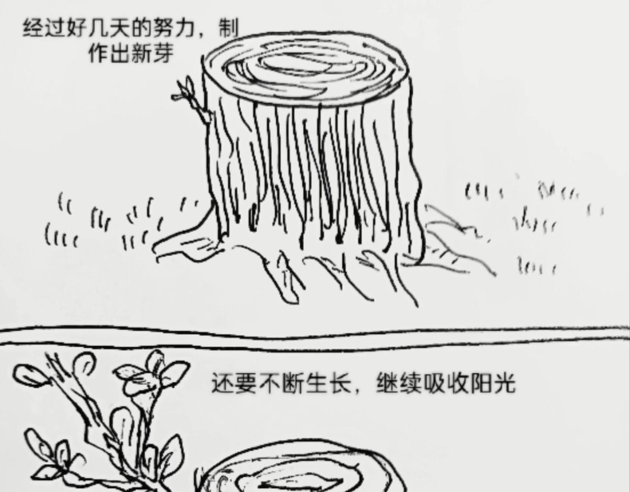 细胞的功能真强大-第9话