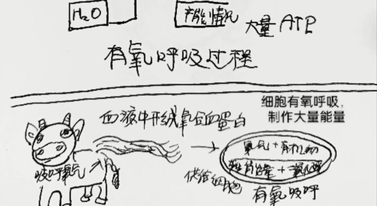 细胞的功能真强大-第9话