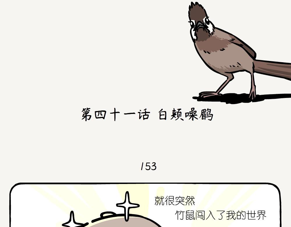 第41话 白颊噪鹛-第41话
