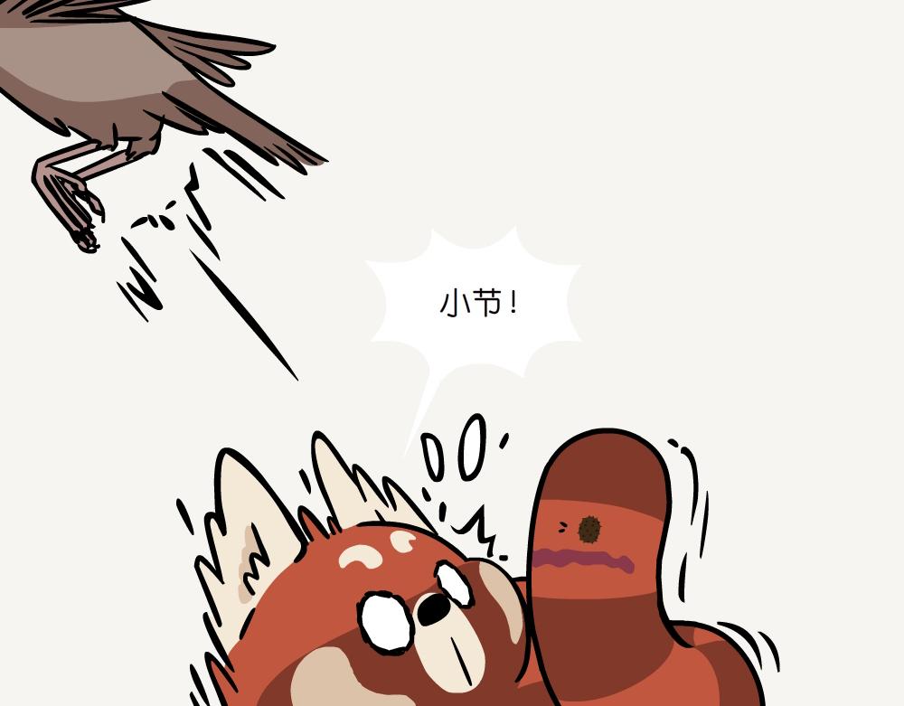 第41话 白颊噪鹛-第41话